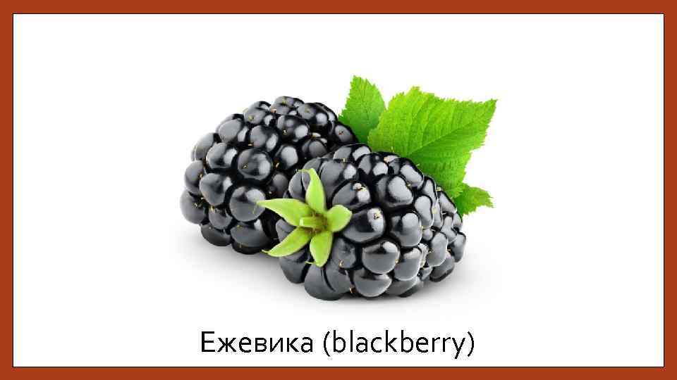 Ежевика (blackberry) 