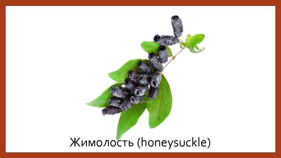 Жимолость (honeysuckle) 