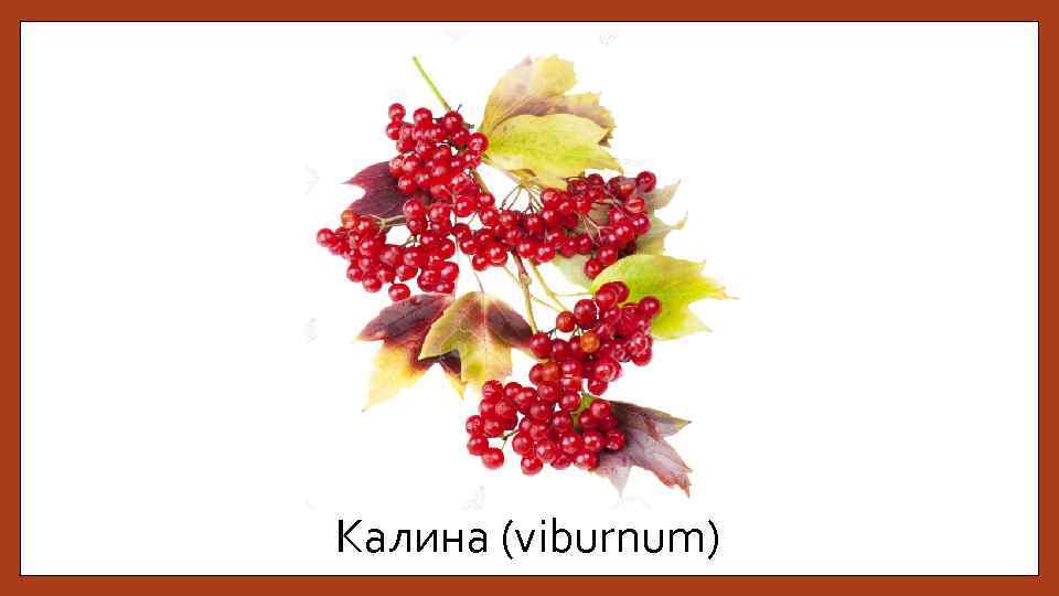 Калина (viburnum) 