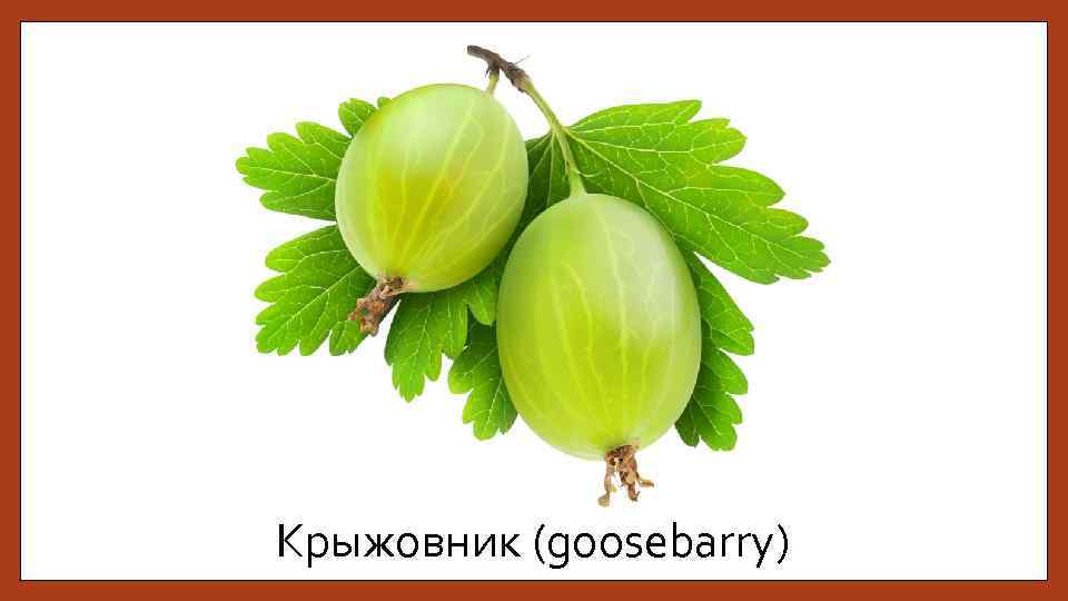 Крыжовник (goosebarry) 