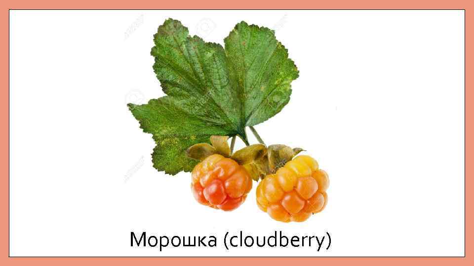 Морошка (cloudberry) 