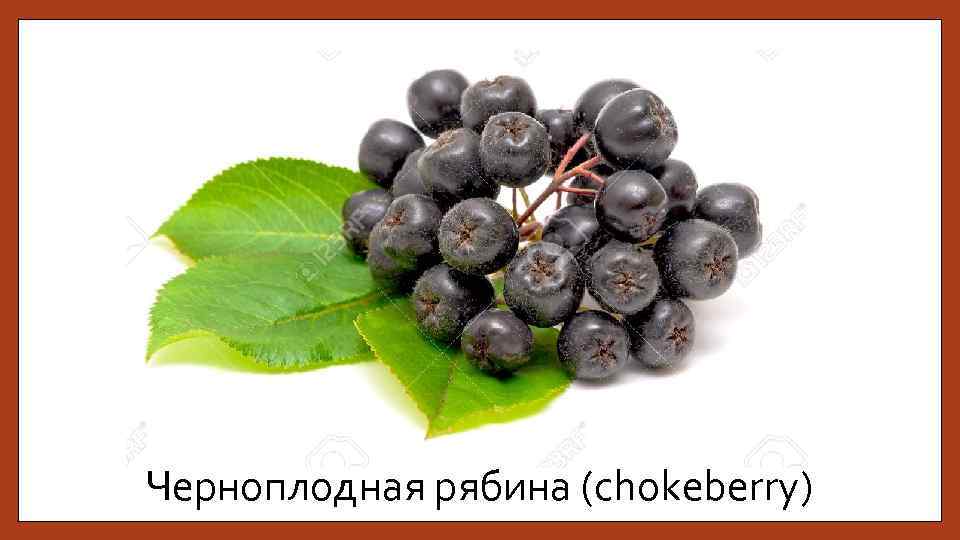 Черноплодная рябина (chokeberry) 