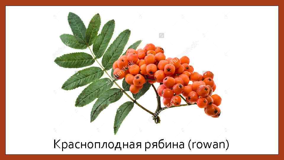 Красноплодная рябина (rowan) 