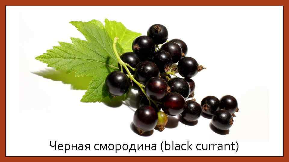 Черная смородина (black currant) 