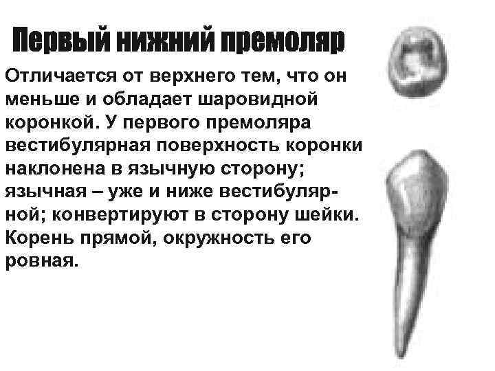 Отличается от верхнего тем, что он меньше и обладает шаровидной коронкой. У первого премоляра