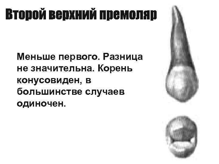 Меньше первого. Разница не значительна. Корень конусовиден, в большинстве случаев одиночен. 