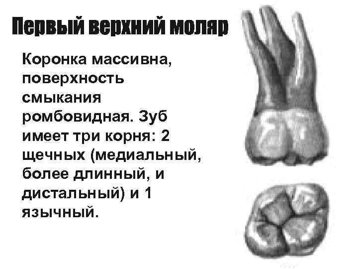 Коронка массивна, поверхность смыкания ромбовидная. Зуб имеет три корня: 2 щечных (медиальный, более длинный,
