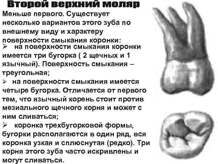 Меньше первого. Существует несколько вариантов этого зуба по внешнему виду и характеру поверхности смыкания