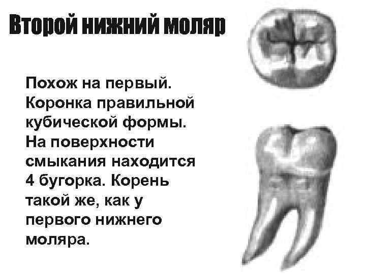 Похож на первый. Коронка правильной кубической формы. На поверхности смыкания находится 4 бугорка. Корень
