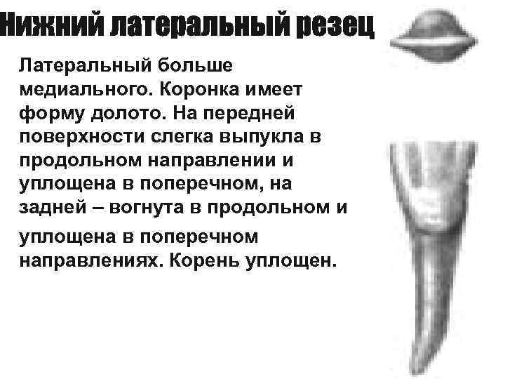 Латеральный больше медиального. Коронка имеет форму долото. На передней поверхности слегка выпукла в продольном