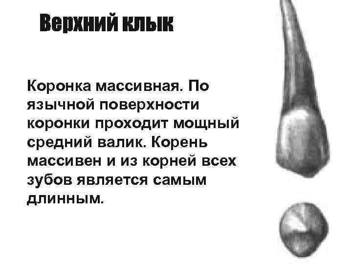Коронка массивная. По язычной поверхности коронки проходит мощный средний валик. Корень массивен и из