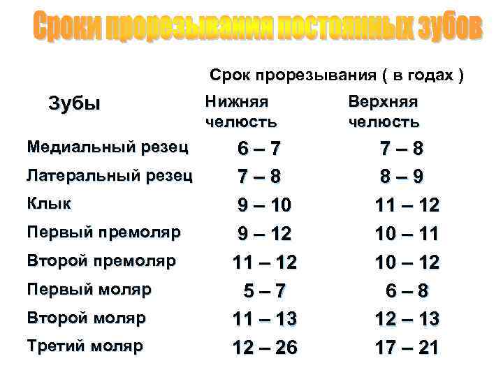 Срок прорезывания ( в годах ) Зубы Медиальный резец Латеральный резец Клык Первый премоляр