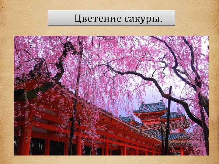  Цветение сакуры. 