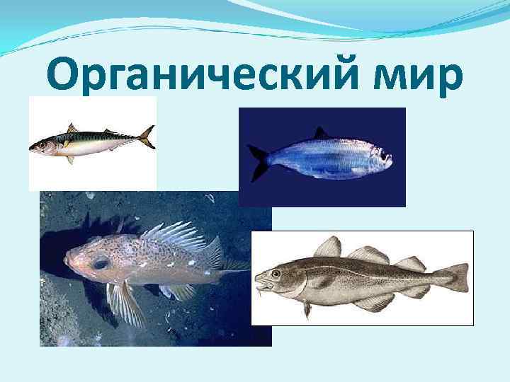 Органический мир 