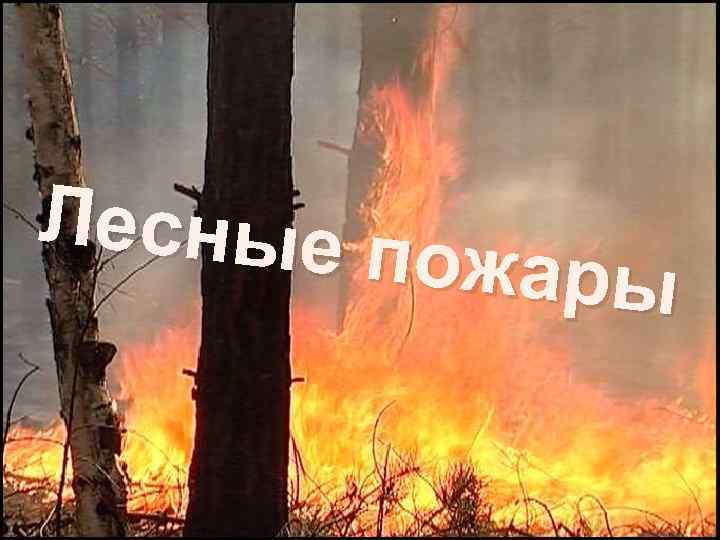 Лесные п ожары 