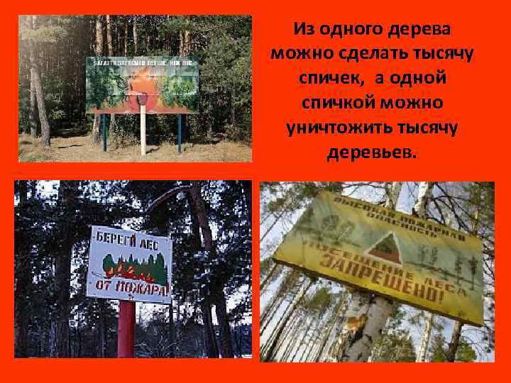 Из одного дерева можно сделать тысячу спичек, а одной спичкой можно уничтожить тысячу деревьев.