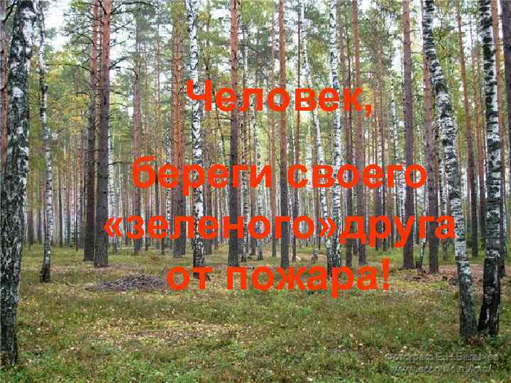 Человек, береги своего «зеленого» друга от пожара! 