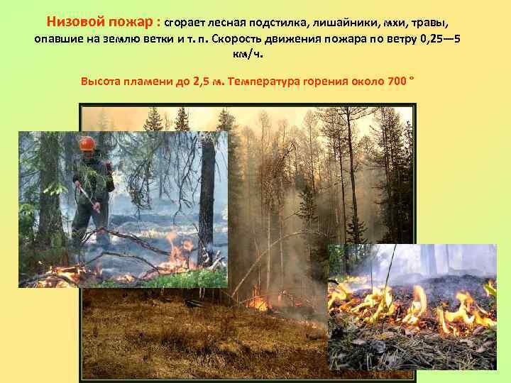 Низовой пожар : сгорает лесная подстилка, лишайники, мхи, травы, опавшие на землю ветки и