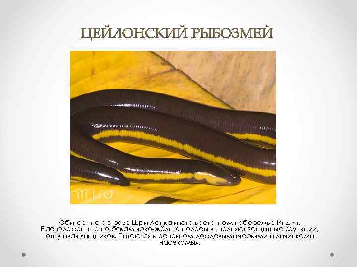 Обитает на острове Шри Ланка и юго-восточном побережье Индии. Расположенные по бокам ярко-жёлтые полосы