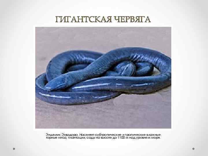 Эндемик Эквадора. Населяет субтропические и тропические влажные горные леса, плантации, сады на высоте до