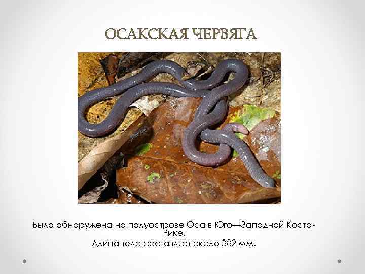 Была обнаружена на полуострове Оса в Юго—Западной Коста. Рике. Длина тела составляет около 382