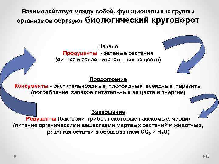 Взаимодействуя между собой, функциональные группы организмов образуют биологический круговорот Начало Продуценты - зеленые растения