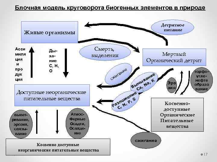 Круговорот биогенных элементов схемы