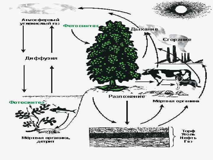 Цикл железа. Биогеохимический цикл железа схема. Биогеохимический круговорот экосистемы. Биогеохимической пищевой цепи. Цикл экосистемы.