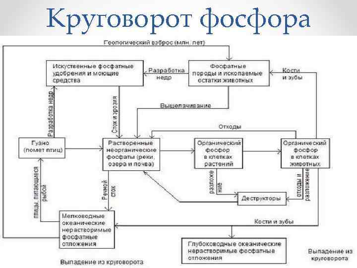 Схема биогеохимического круговорота фосфора