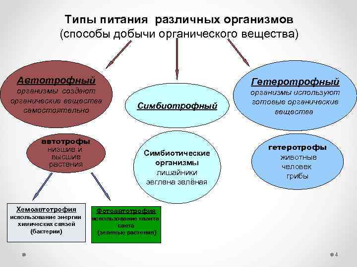 Типы питания различных организмов (способы добычи органического вещества) Автотрофный организмы создают органические вещества самостоятельно