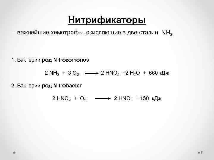 Нитрификаторы – важнейшие хемотрофы, окисляющие в две стадии NH 3 1. Бактерии род Nitrozomonos