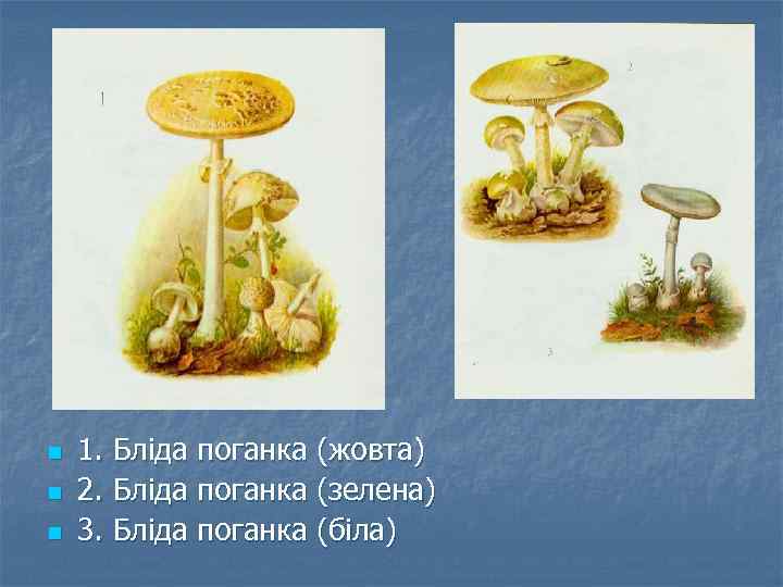 n n n 1. Бліда поганка (жовта) 2. Бліда поганка (зелена) 3. Бліда поганка