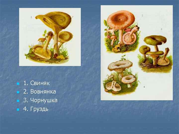 n n 1. Свиняк 2. Вовнянка 3. Чорнушка 4. Груздь 