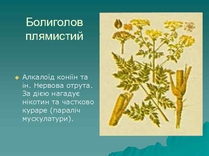 Болиголов плямистий u Алкалоїд коніїн та ін. Нервова отрута. За дією нагадує нікотин та