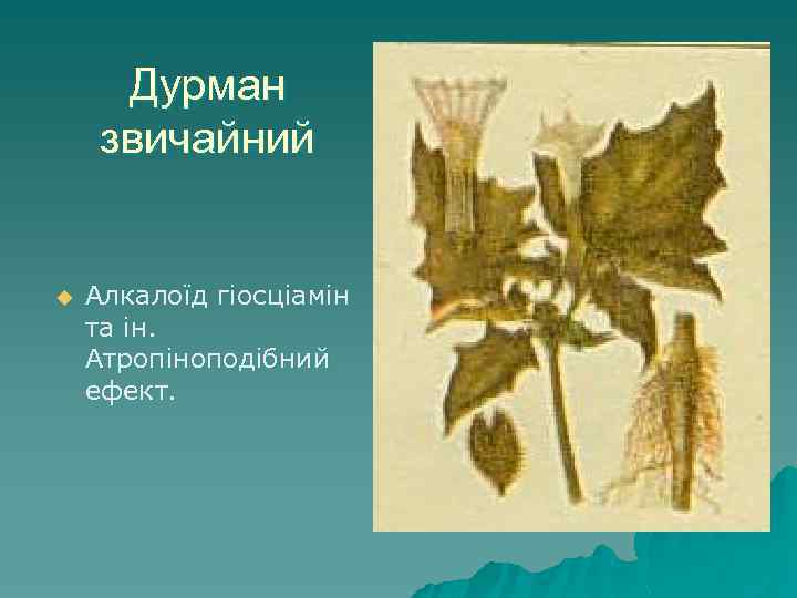 Дурман звичайний u Алкалоїд гіосціамін та ін. Атропіноподібний ефект. 