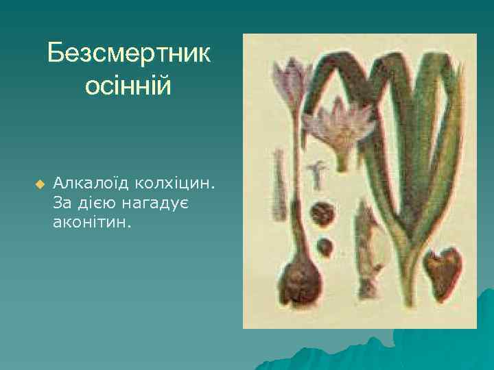 Безсмертник осінній u Алкалоїд колхіцин. За дією нагадує аконітин. 