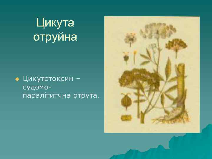 Цикута отруйна u Цикутотоксин – судомопаралітитчна отрута. 