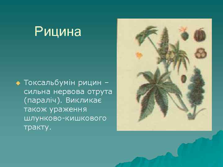 Рицина u Токсальбумін рицин – сильна нервова отрута (параліч). Викликає також ураження шлунково-кишкового тракту.