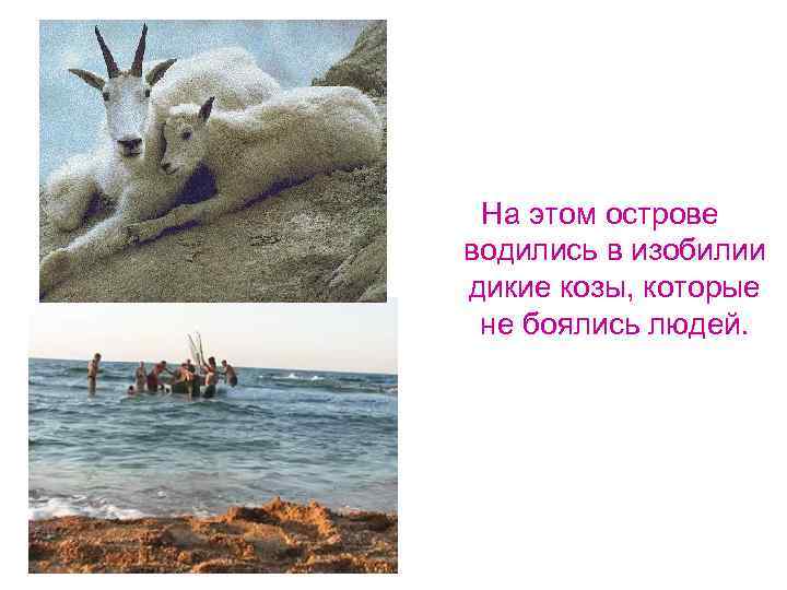 На этом острове водились в изобилии дикие козы, которые не боялись людей. 