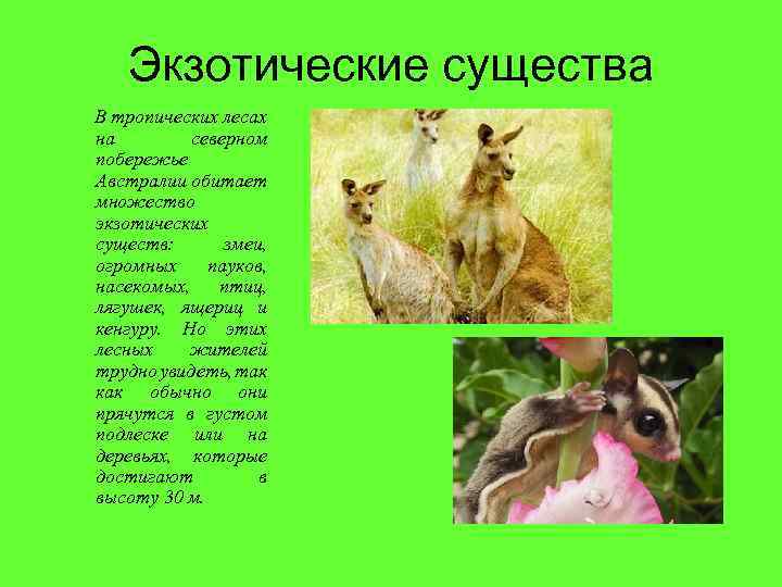 Экзотические существа В тропических лесах на северном побережье Австралии обитает множество экзотических существ: змеи,