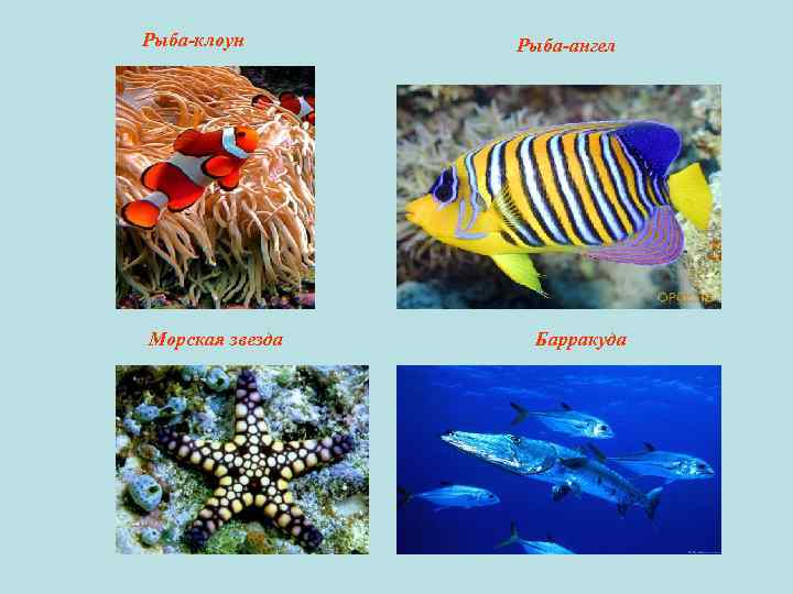 Рыба-клоун Морская звезда Рыба-ангел Барракуда 