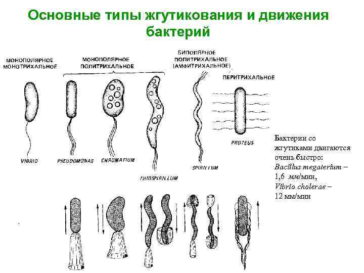 Основные типы жгутикования и движения бактерий Бактерии со жгутиками двигаются очень быстро: Bacillus megaterium