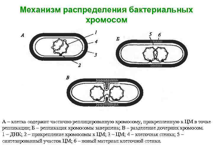 Заполнить схему значение бактерий