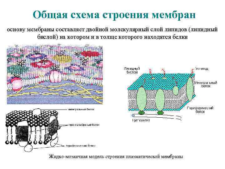 Строение мембраны липиды