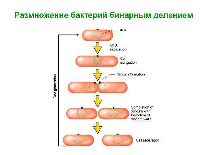 Схема строения бактерии