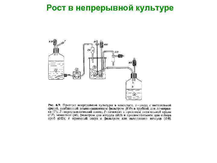 Рост в непрерывной культуре 