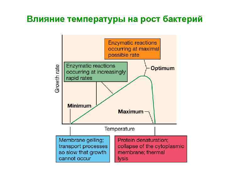 Влияние температуры на рост бактерий 
