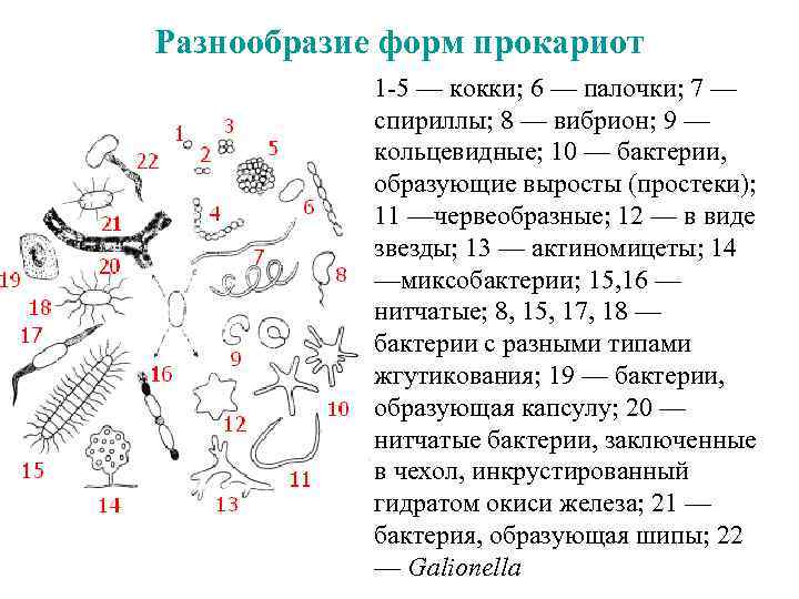 Разнообразие форм прокариот 1 5 — кокки; 6 — палочки; 7 — спириллы; 8