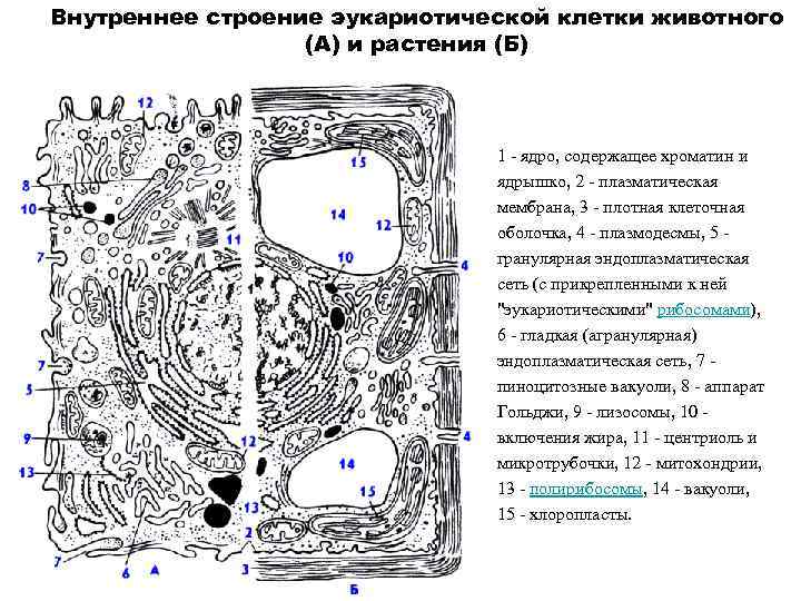 Обозначьте структуры клетки. Схема строения эукариотической растительной клетки. Строение эукариотической растительной клетки. Строение эукариотической клетки растения. Строение эукариотической клетки животных и растений.