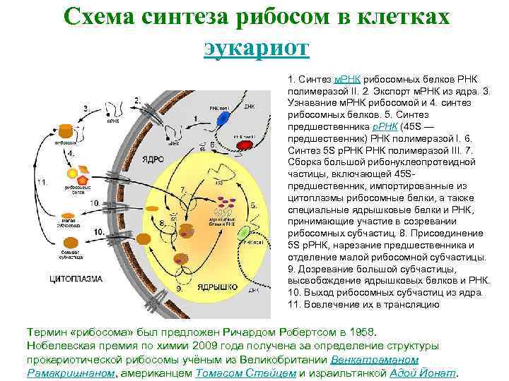 Синтез белка в бактериальной клетке